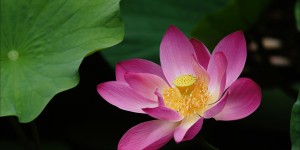 真正的“豆腐心”会是“刀子嘴”吗？